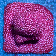 Load image into Gallery viewer, WWC Peppermint Cyphastrea (Cut-to-Order)