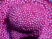 Load image into Gallery viewer, WWC Peppermint Cyphastrea (Cut-to-Order)