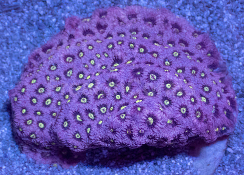 Family Adams Favites (Cut-to-Order)