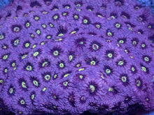 Load image into Gallery viewer, Family Adams Favites (Cut-to-Order)