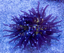 Load image into Gallery viewer, Toxic Gold-Shadow Euphyllia