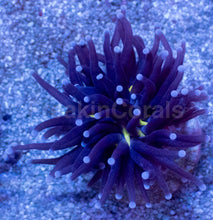 Load image into Gallery viewer, Toxic Gold-Shadow Euphyllia