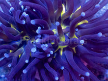 Load image into Gallery viewer, Toxic Gold-Shadow Euphyllia