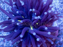 Load image into Gallery viewer, Toxic Gold-Shadow Euphyllia