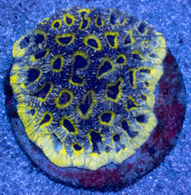 Load image into Gallery viewer, Melting Yellow Black-Eye Favia (Cut-to-Order)
