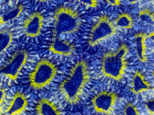 Load image into Gallery viewer, Melting Yellow Black-Eye Favia (Cut-to-Order)