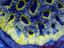 Load image into Gallery viewer, Melting Yellow Black-Eye Favia (Cut-to-Order)