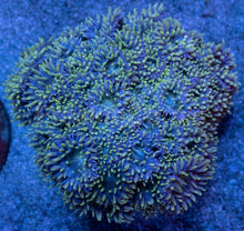 Carregar imagem no visualizador da galeria, Duncan Axifuga (Cut-to-Order)