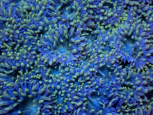 Carregar imagem no visualizador da galeria, Duncan Axifuga (Cut-to-Order)