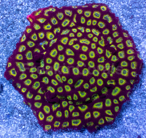 JF Sector 001 Favites (Cut-to-Order)