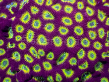 Load image into Gallery viewer, JF Sector 001 Favites (Cut-to-Order)