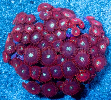 Red Magician Zoanthus (Cut-to-Order)