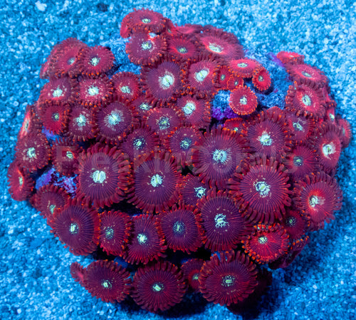 Red Magician Zoanthus (Cut-to-Order)
