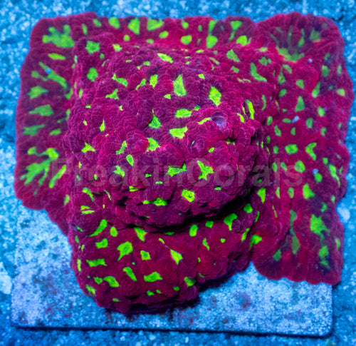 Diablo Favia (Cut-to-Order)