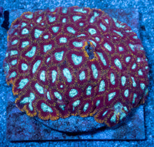 Load image into Gallery viewer, Ultron Favia (Cut-to-Order)