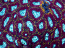 Load image into Gallery viewer, Ultron Favia (Cut-to-Order)