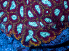 Load image into Gallery viewer, Ultron Favia (Cut-to-Order)