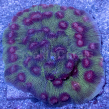 Load image into Gallery viewer, Pink / Red Eye Mycedium (Cut-to-Order)