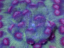 Load image into Gallery viewer, Pink / Red Eye Mycedium (Cut-to-Order)