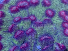 Load image into Gallery viewer, Pink / Red Eye Mycedium (Cut-to-Order)