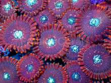 Load image into Gallery viewer, Red Magician Zoanthus (Cut-to-Order)