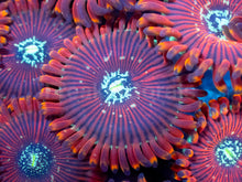Load image into Gallery viewer, Red Magician Zoanthus (Cut-to-Order)