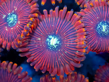 Load image into Gallery viewer, Red Magician Zoanthus (Cut-to-Order)