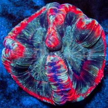Load image into Gallery viewer, FK Red Rim Ultra Trachyphyllia