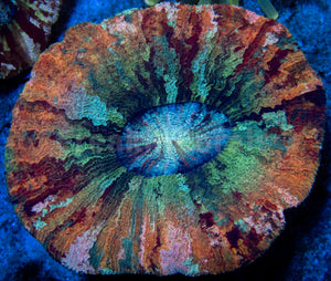 FK Mastergrade Palleta Trachyphyllia (Collector Coral)