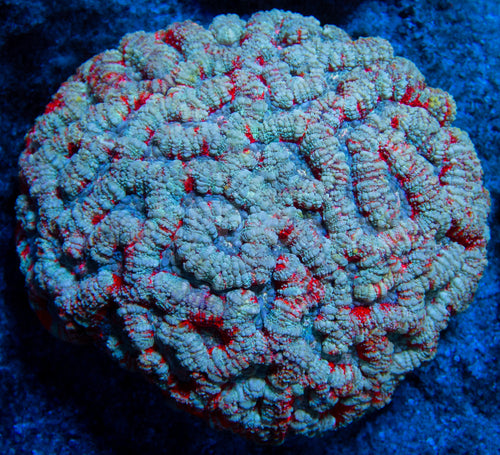 FK Rainbow Blue Wilsonni Colony (XXL Piece)