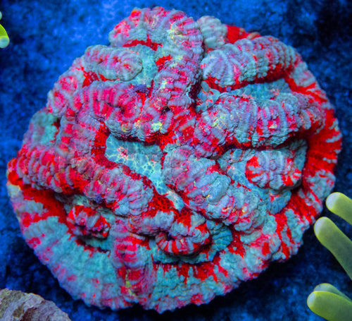 FK Rainbow Blue Wilsonni Colony (M Piece)