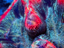 Load image into Gallery viewer, FK Red Rim Ultra Trachyphyllia