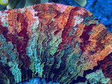 Load image into Gallery viewer, FK Mastergrade Palleta Trachyphyllia (Collector Coral)