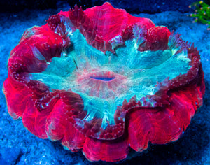 FK Red & Light Blue Acantophyllia