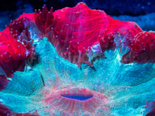 Load image into Gallery viewer, FK Red &amp; Light Blue Acantophyllia