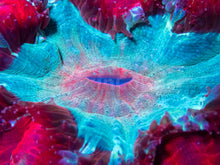 Load image into Gallery viewer, FK Red &amp; Light Blue Acantophyllia