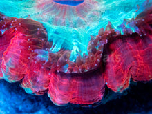 Load image into Gallery viewer, FK Red &amp; Light Blue Acantophyllia