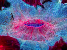 Load image into Gallery viewer, FK Red &amp; Light Blue Acantophyllia