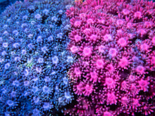 Load image into Gallery viewer, FK Fusion Goniopora (Collector Coral) FK1412