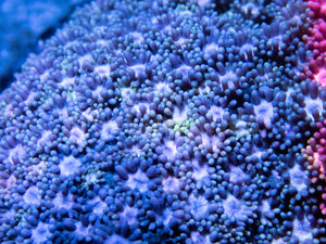FK Fusion Goniopora (Collector Coral) FK1412