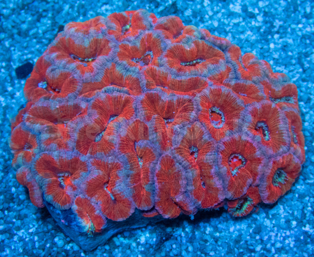 FK Electric Sunrise Acanthastrea (Cut-To-Order)