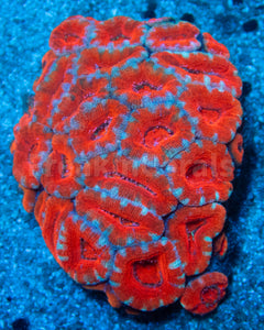 FK Citrus Halo Acanthastrea (Cut-To-Order)