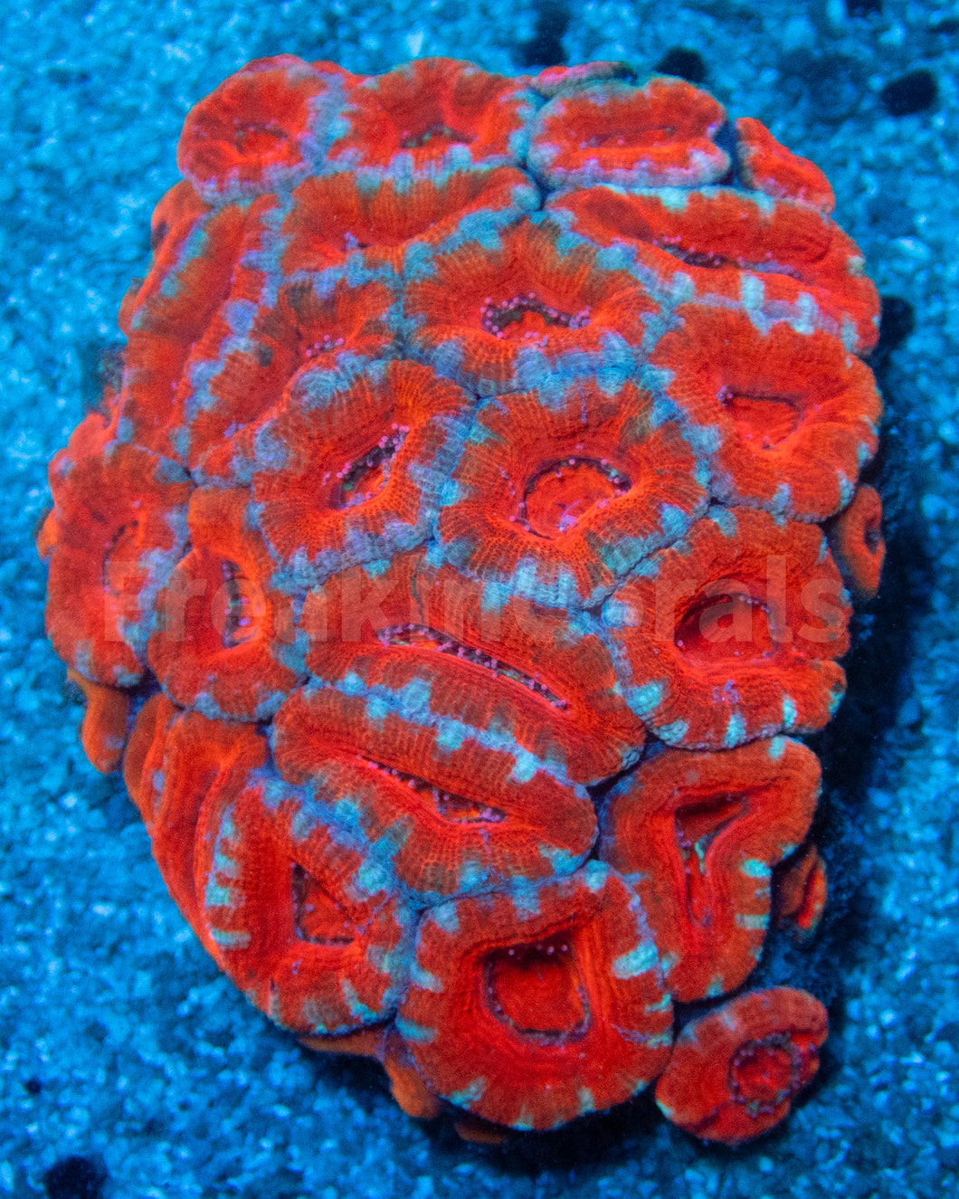 FK Citrus Halo Acanthastrea (Cut-To-Order)