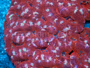 FK Lady Bug Acanthastrea (Cut-To-Order)