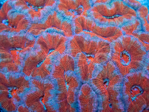 FK Electric Sunrise Acanthastrea (Cut-To-Order)