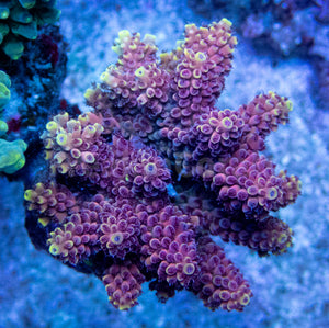 FK Crimson Blaze Acropora (Cut-To-Order, Signature Coral)