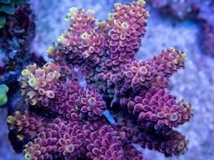 FK Crimson Blaze Acropora (Cut-To-Order, Signature Coral)