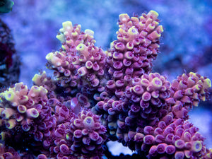 FK Crimson Blaze Acropora (Cut-To-Order, Signature Coral)