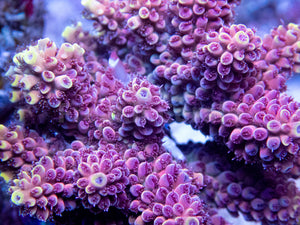 FK Crimson Blaze Acropora (Cut-To-Order, Signature Coral)