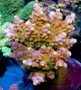 FK Gold Radiance Acropora (Cut-To-Order, Signature Coral)